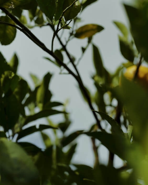 >SHIPS for WOMEN 2026 Spring | TOUGH Romantic