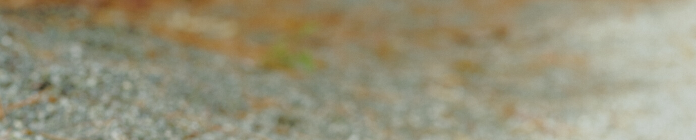 >SHIPS for WOMEN 2026 Summer �b TOUGH Romantic