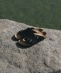 BIRKENSTOCK: ARIZONA