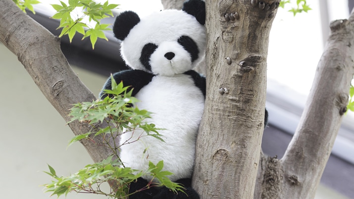 ʒACe`fashy × Khaju̓?